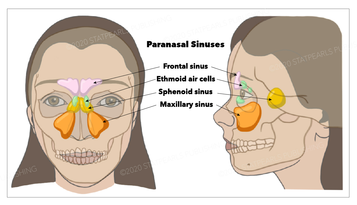 <p>Paranasal Sinuses