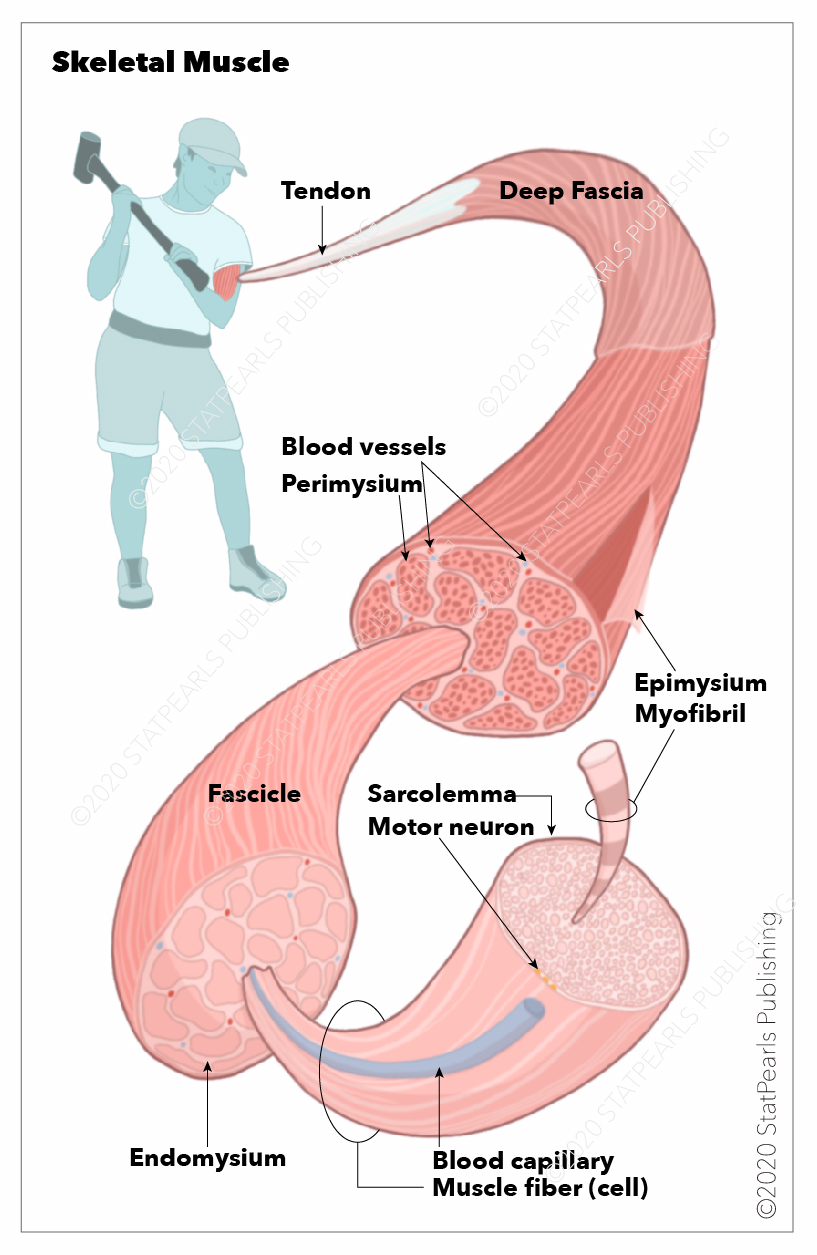 Skeletal muscles, Sarcolemma, Myofibril, Motor neuron, Blood capillary, Endomysium, Muscle fiber (cell), Fascicle, Perimysium