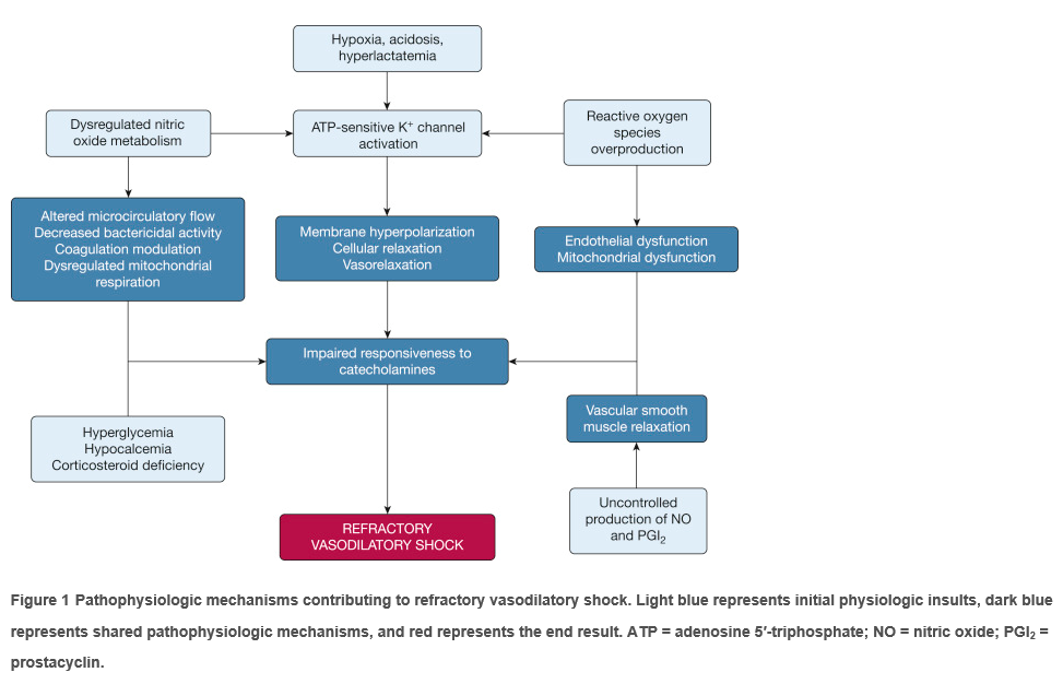 Pathophysiologic mechanisms contributing to refractory vasodilatory shock