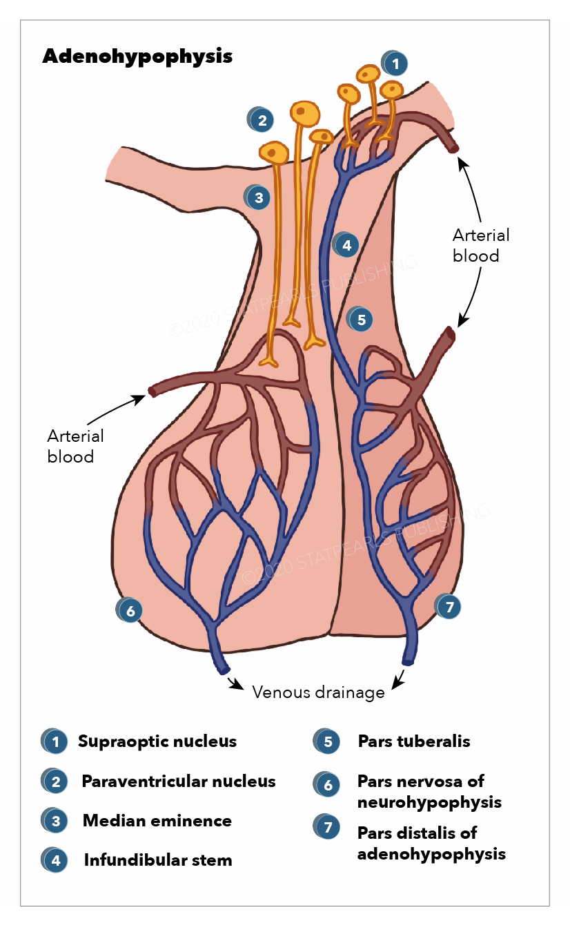 <p>Anatomy, Adenohypophysis