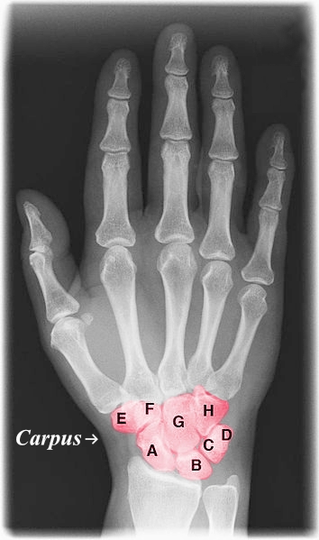 <p>Left Hand, Anterior View