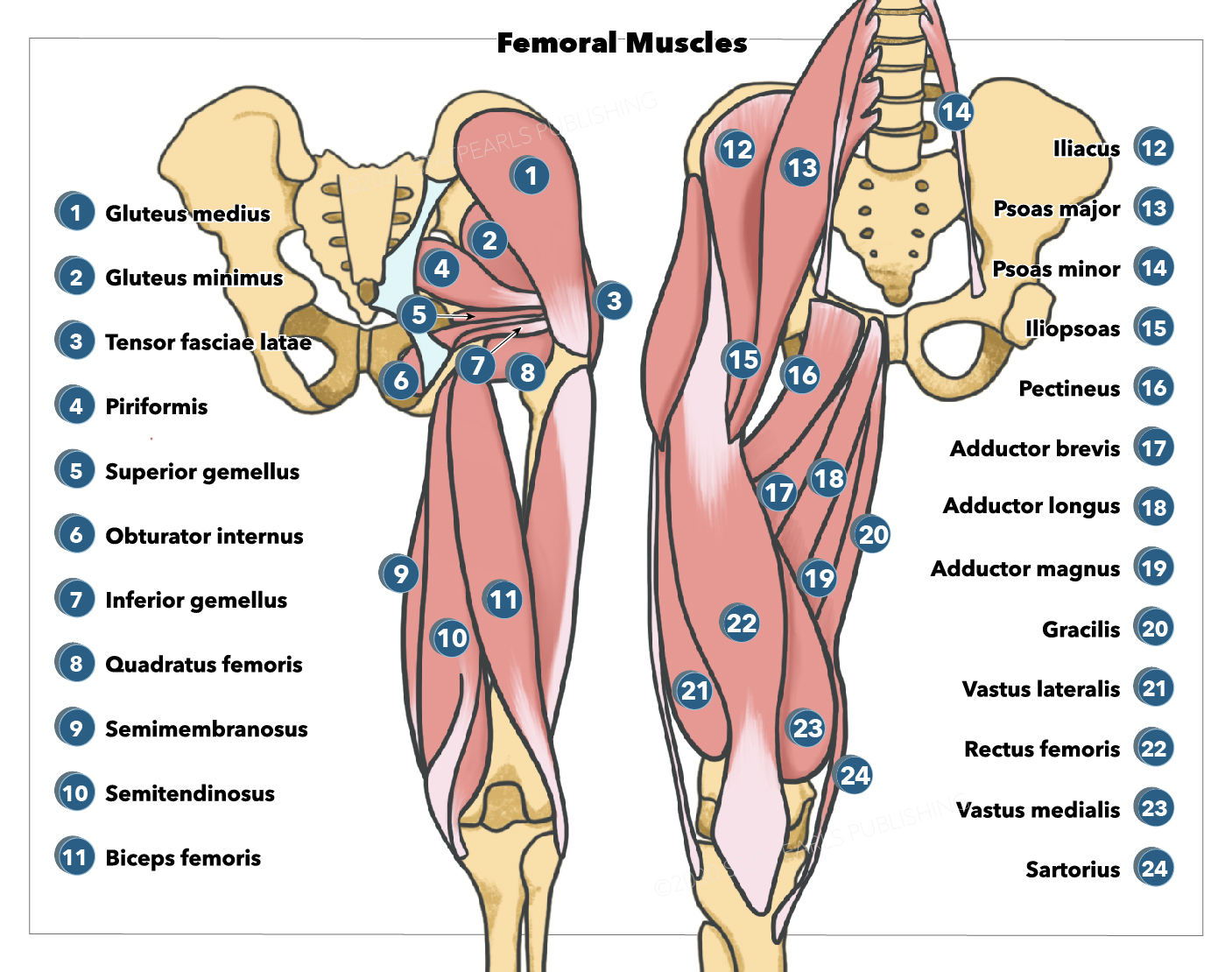 <p>Femoral Muscles. The&nbsp;gluteal and femoral muscles are shown in this illustration.</p>