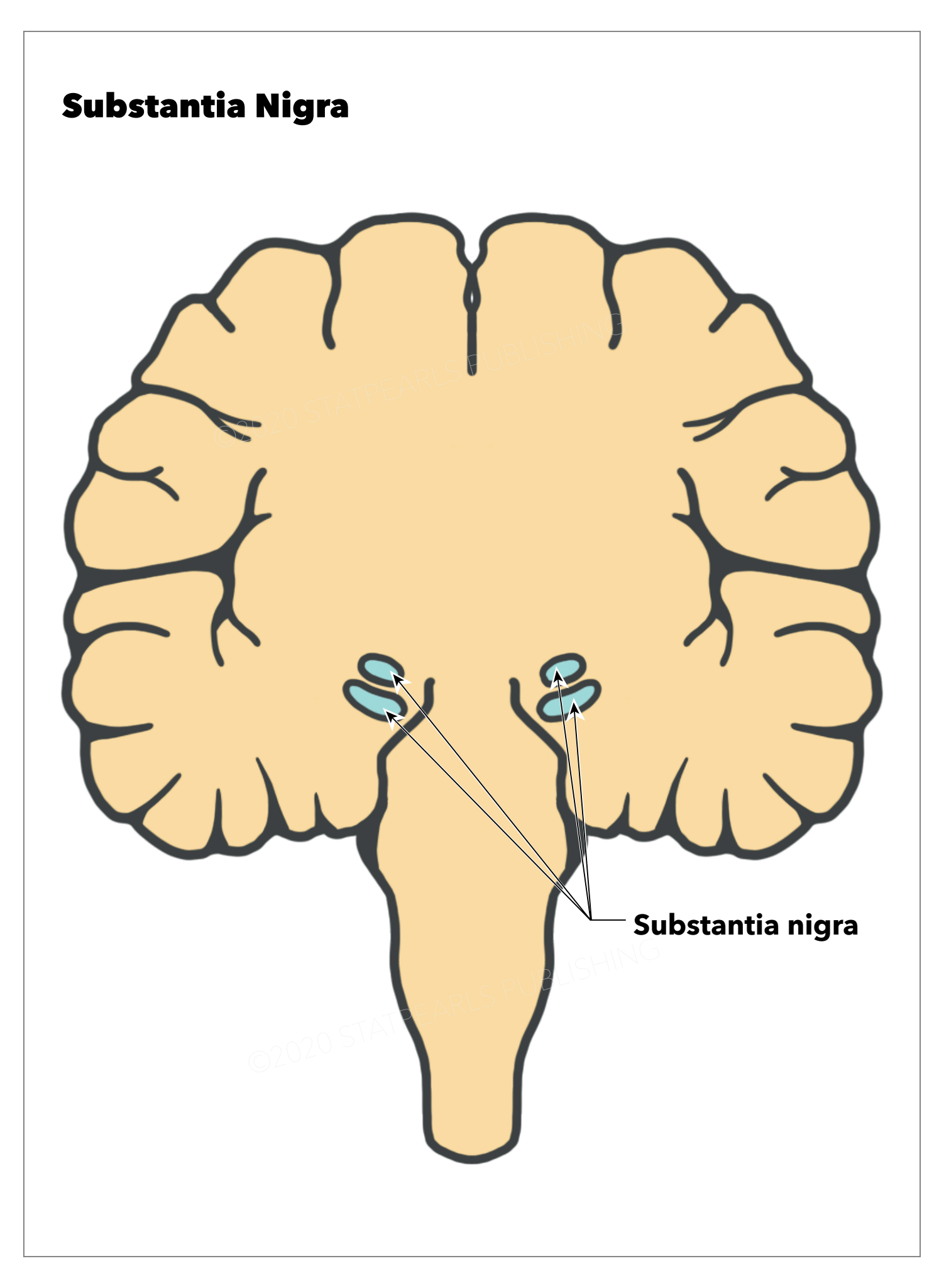 <p>Substantia Nigra. This illustration depicts the substantia nigra in blue.</p>