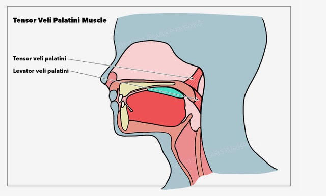 <p>Muscles Around the Pharyngotympanic Tube