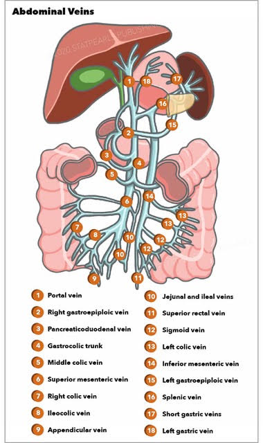 <p>Abdominal Vein Anatomy. This illustration depicts the anatomy of the 18 abdominal veins.</p>