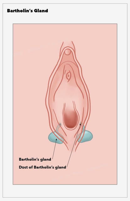 <p>Bartholin Gland. This illustration depicts the anatomy of the Bartholin gland.</p>