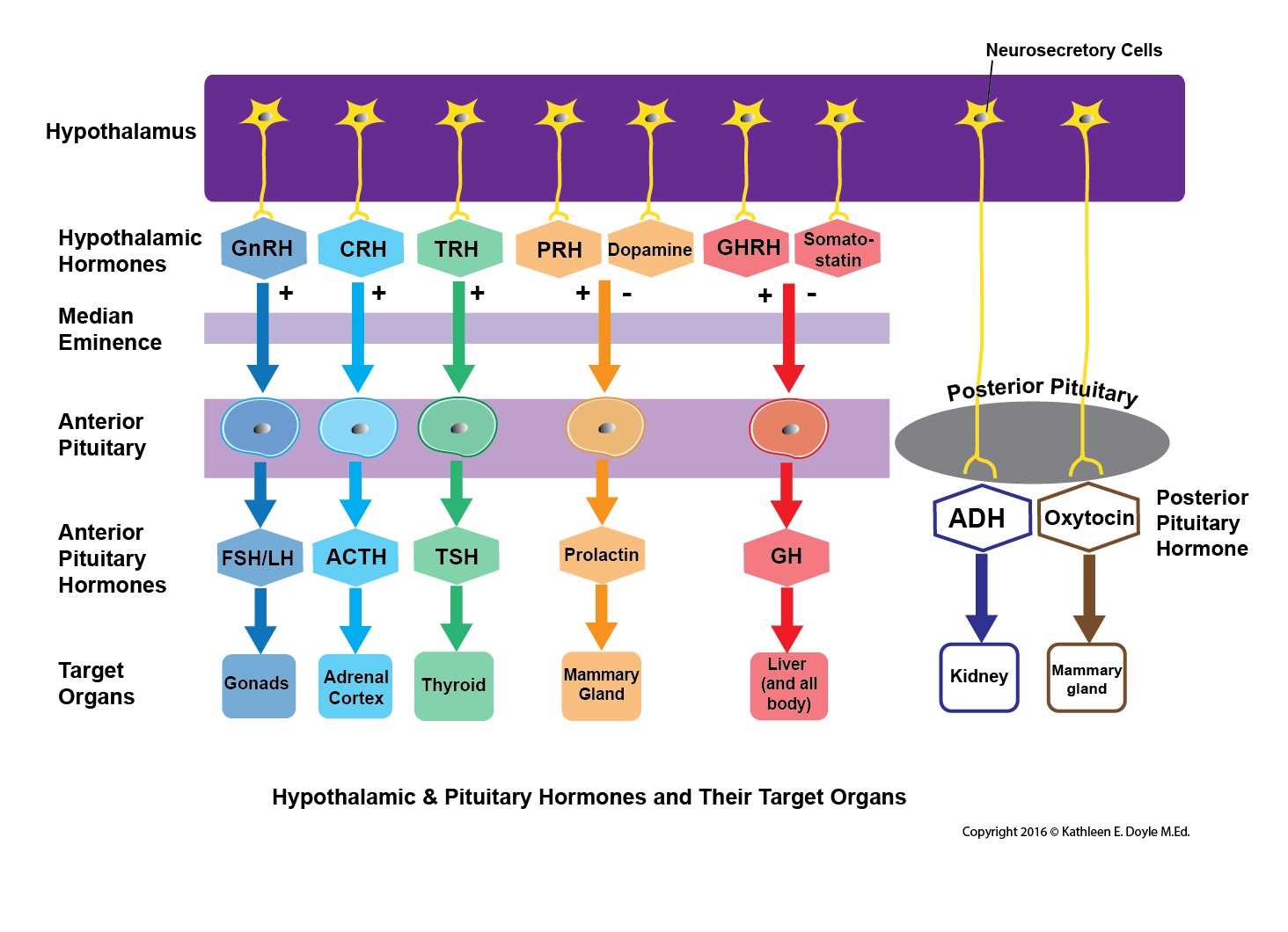 <p>Hypothalamic and Pituitary Hormones and Their Target Organs.</p>