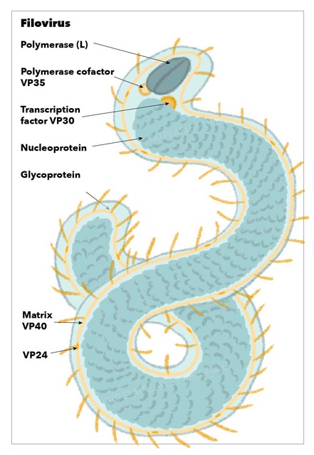 <p>Filovirus.</p>