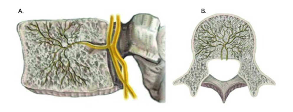 Sagittal (A) and axial views (B) of the basivertebral nerve as it enters the vertebral body through the basivertebral foramen