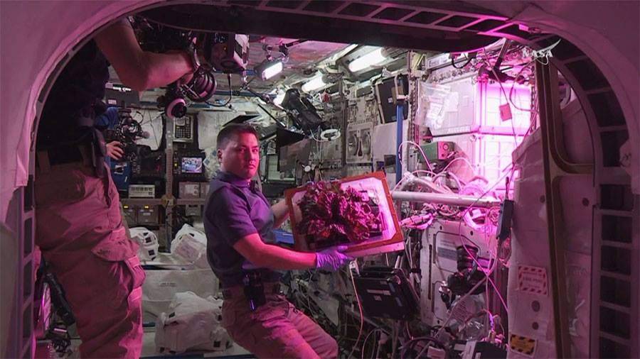 <p>The Veggie System Onboard the International Space Station