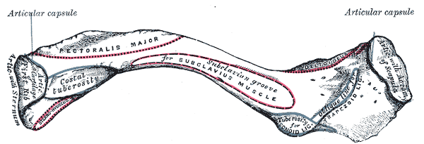 <p>Anterior Surface of Clavicle