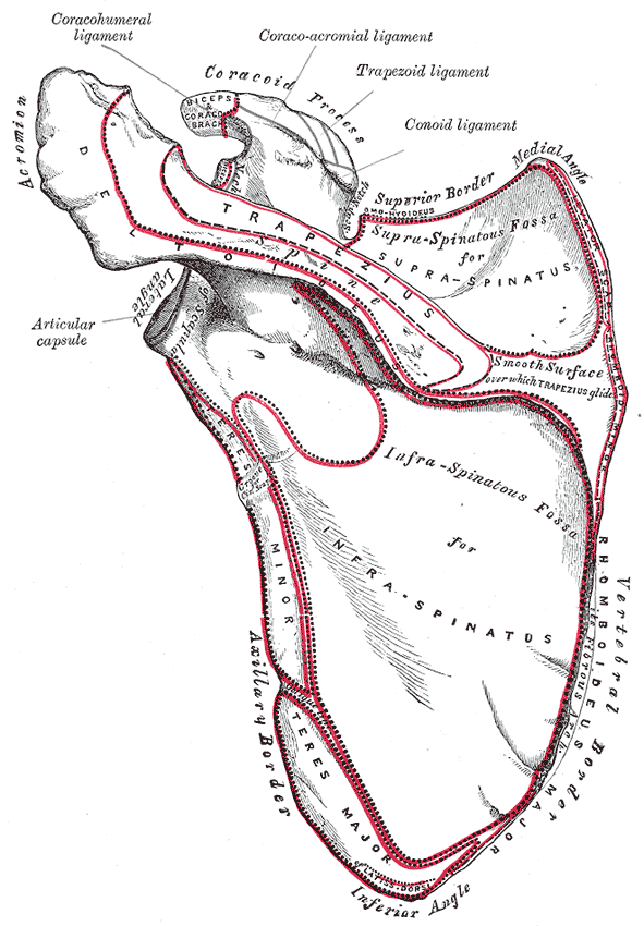 <p>Scapula Anatomy