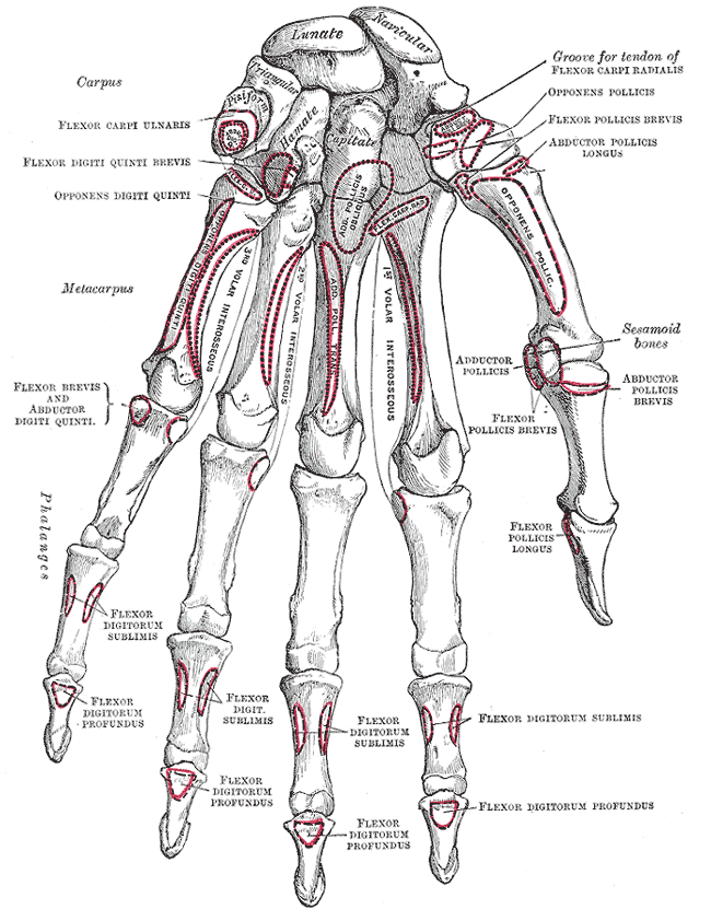 <p>Bones of the Left Hand&nbsp;</p>