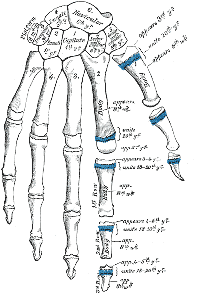 <p>Development of Hand