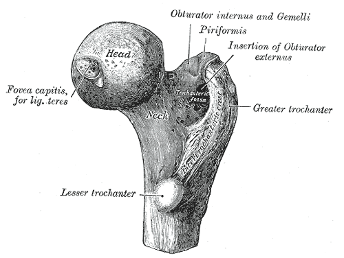 <p>Right Proximal Femur Anatomy