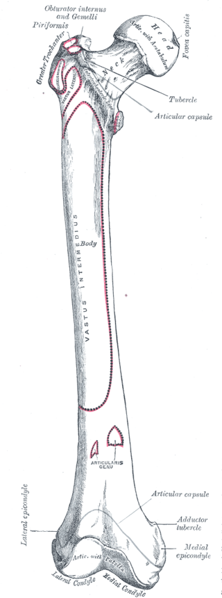 <p>Right Femur Anatomy