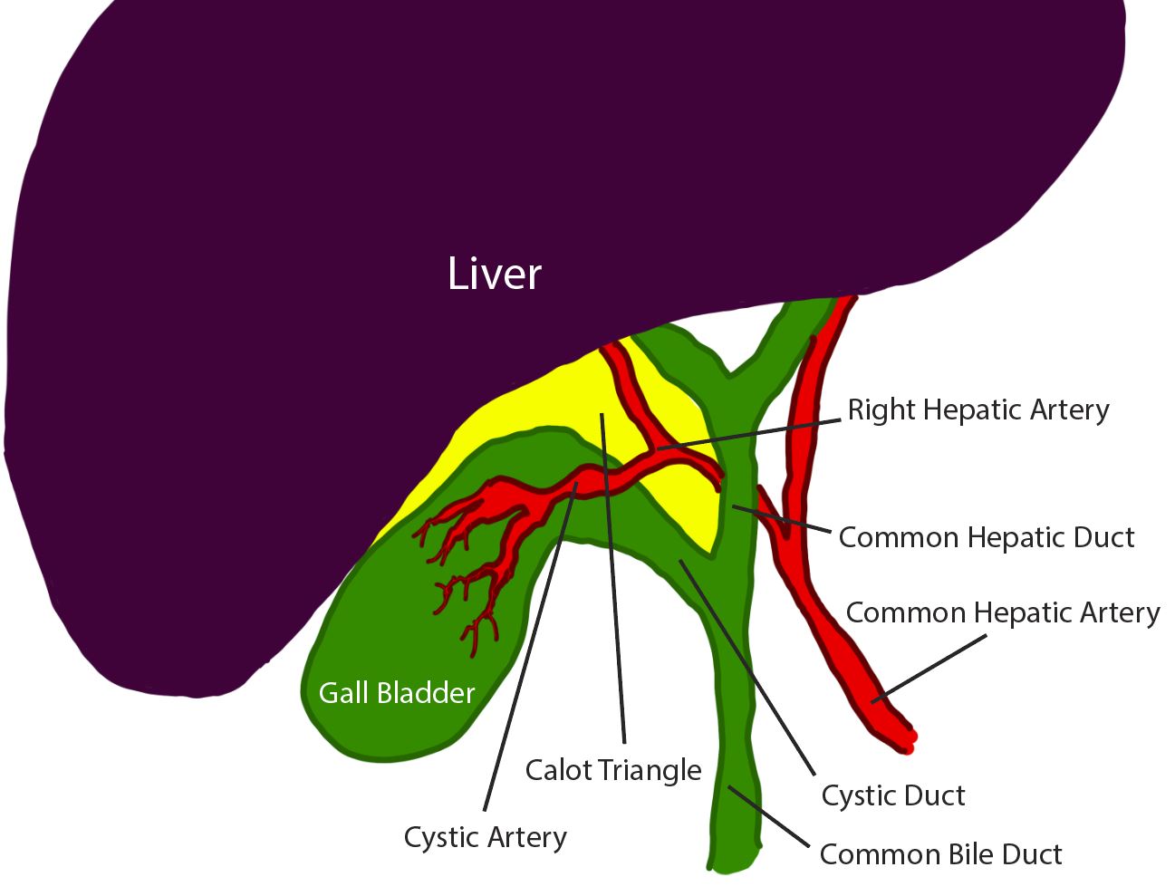 <p>Diagram of the Calot Triangle and Local Anatomy.</p>