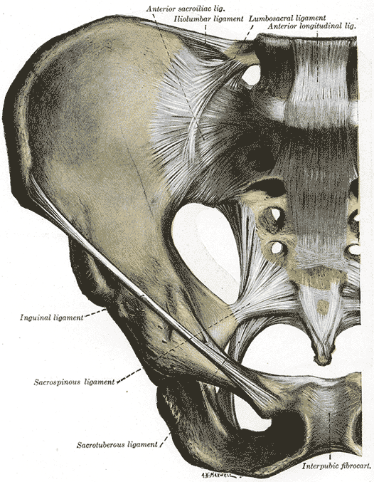 <p>Anterior Articulations, Pelvis