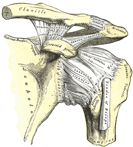 <p>Left Shoulder Anatomy