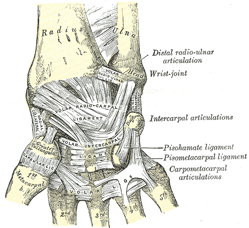 <p>Wrist Ligaments, Anterior View of Radius, Ulna, Distal radio-ulnar articulation, Wrist joint, Volar radioulnar ligament, V