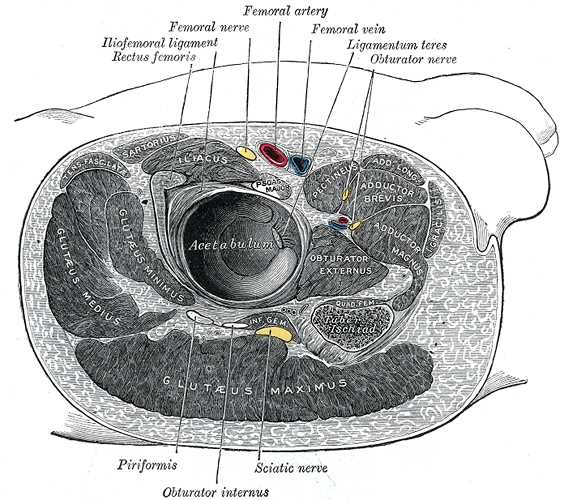 <p>Structures Surrounding the Right Hip Joint