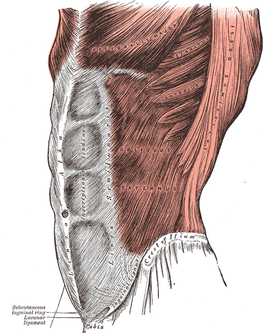 <p>External Abdominal Muscles