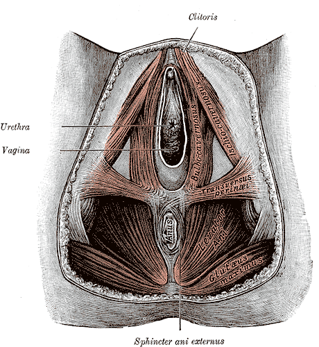 <p>Female Perineum