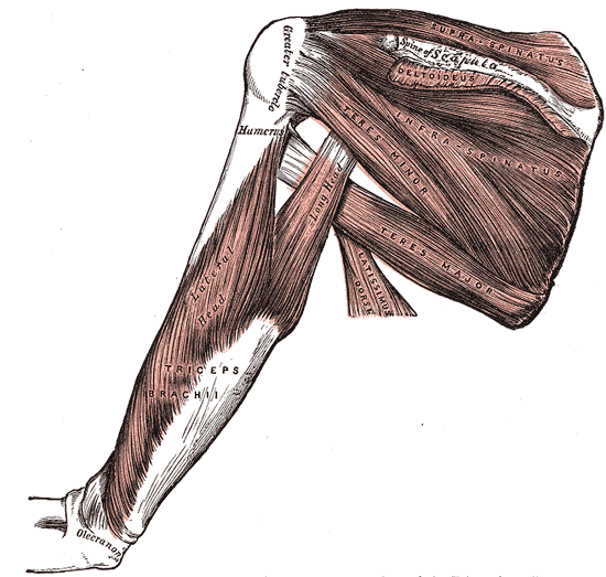 <p>Muscles and Fascia of the Shoulder.</p>