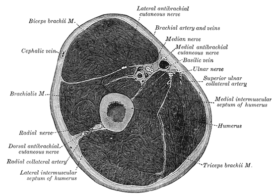 <p>Fascial Compartments of the Arm, Biceps Brachii, Cephalic vein, Brachialis, Radial Nerve, Radial Nerve, Dorsal antebrachial cutaneous nerve, Radial Collateral artery, Lateral intermuscular septum of humerus, Triceps Brachii, Humerus, Medial intermuscular septum of humerus, Superior ulnar collateral artery, Ulnar nerve, Basilic vein, Medial antebrachial cutaneous nerve, Brachial artery and vein, Lateral antebrachial cutaneous nerve