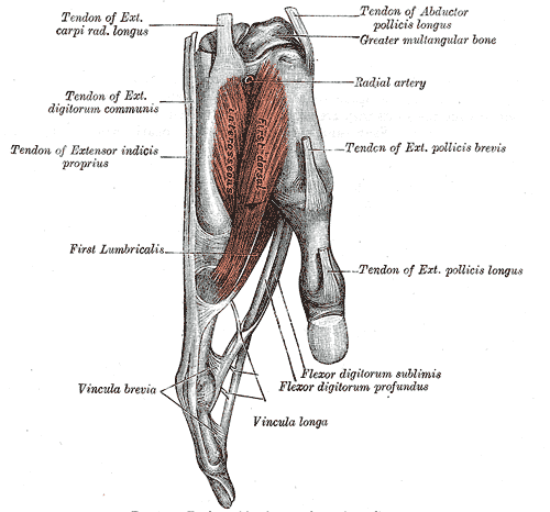 <p>Tendon and muscles of the hand, Tendon of Extensor carpi radialis longus, Tendon of Extensor digitorum communis, Tendon of