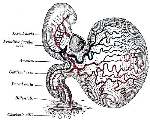 <p>Human Embryo at 14&nbsp;Days With Yolk Sac.</p>