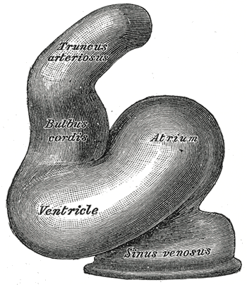 <p>Truncus Arteriosus Embryologic Origin