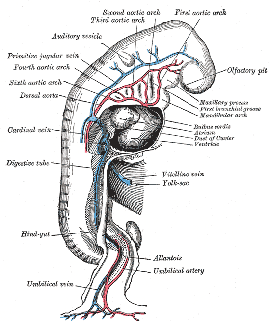 <p>Embryology.&nbsp;A profile view of a human embryo estimated at&nbsp;20 or&nbsp;21 days old.</p>