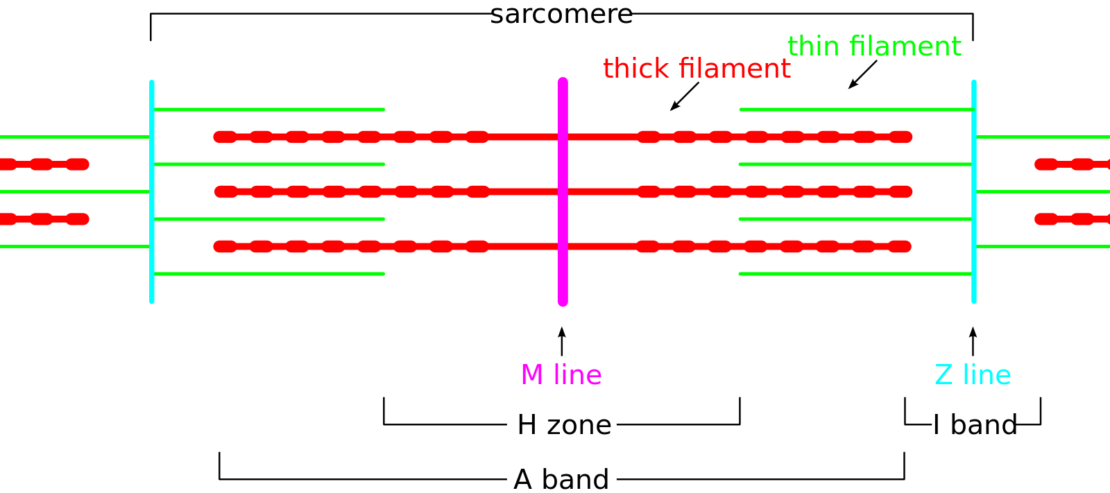 Sarcomere diagram