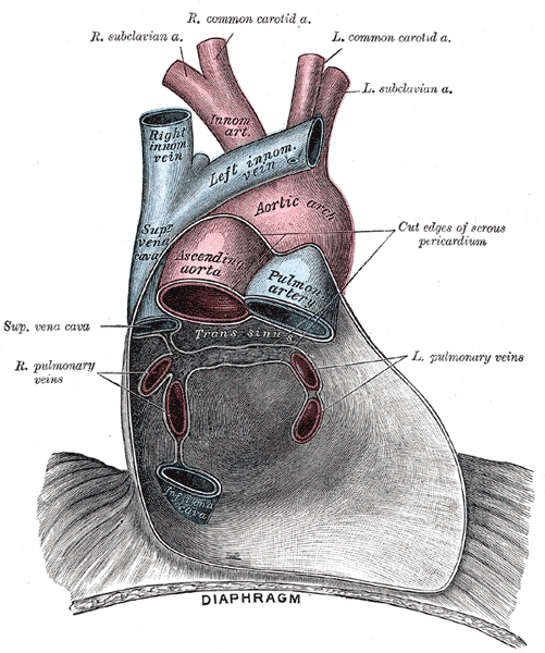 <p>Anatomical Relationships of the Pulmonary Veins Within the Pericardium