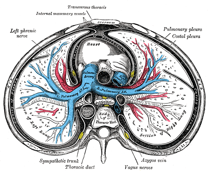 <p>Sternum Transverse Section