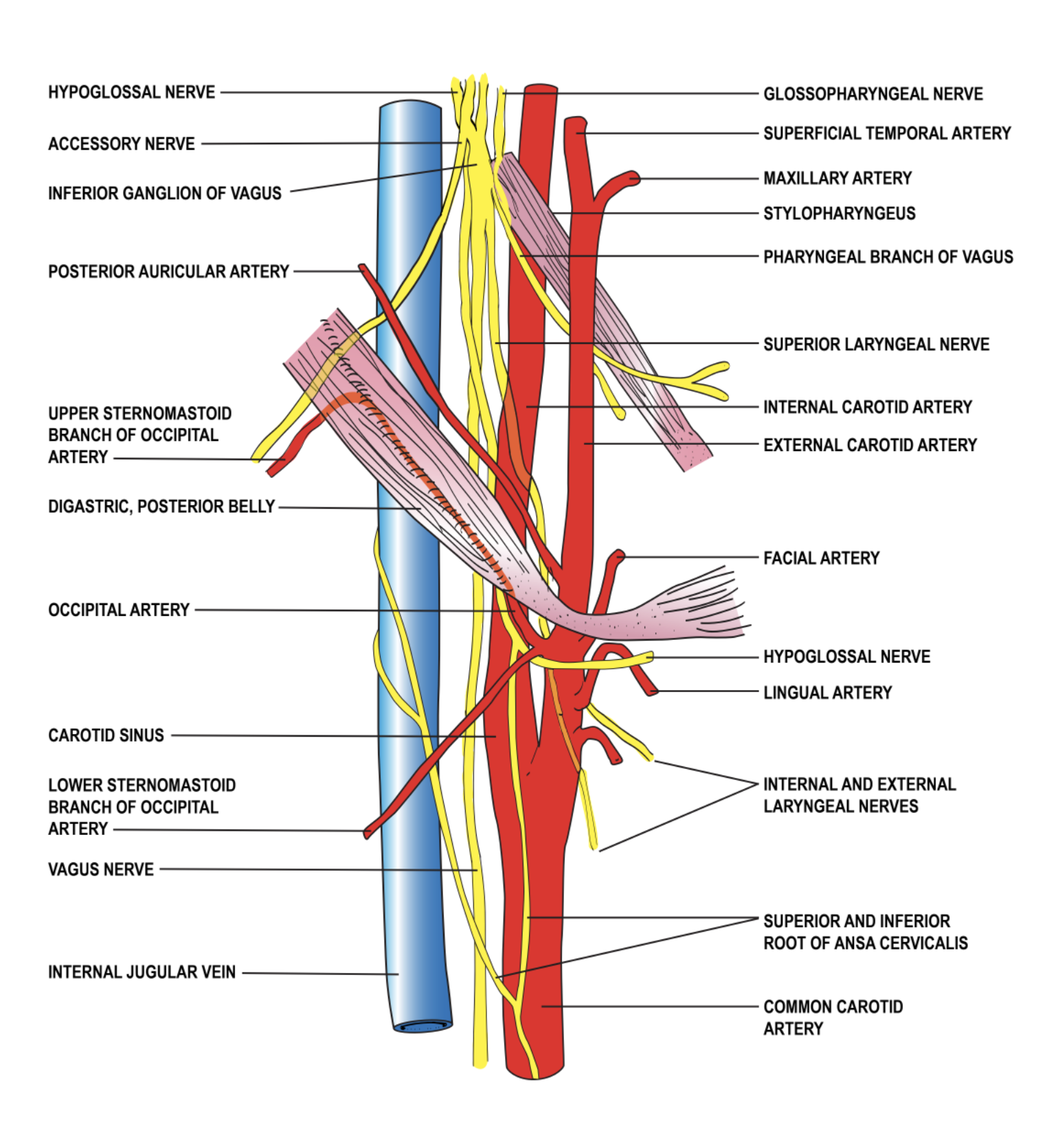 <p>Anatomy&nbsp;of the Carotid Sheath</p>