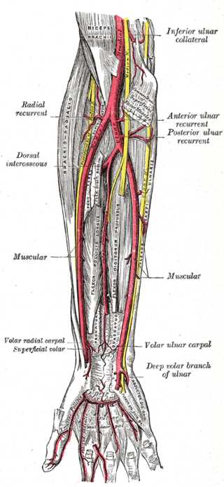 <p>Forearm Arteries