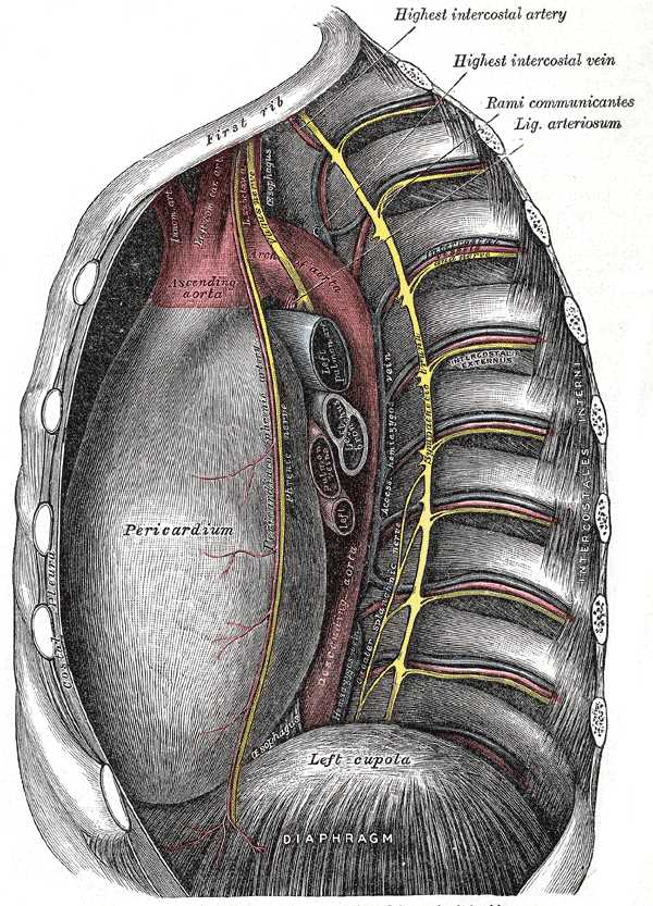 Thoracic Cavity, First Rib, Highest Intercostal artery, Highest intercostal vein, Rami communicantes, Ligamentum arteriosum, 