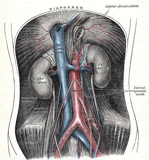 <p>Retroperitoneal Organs