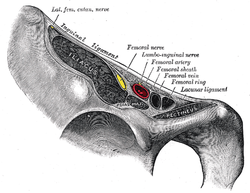 <p>Vascular Lacuna, Femoral Nerve, Ilioinguinal nerve, Femoral sheath, Femoral artery, Femoral vein and ring</p>