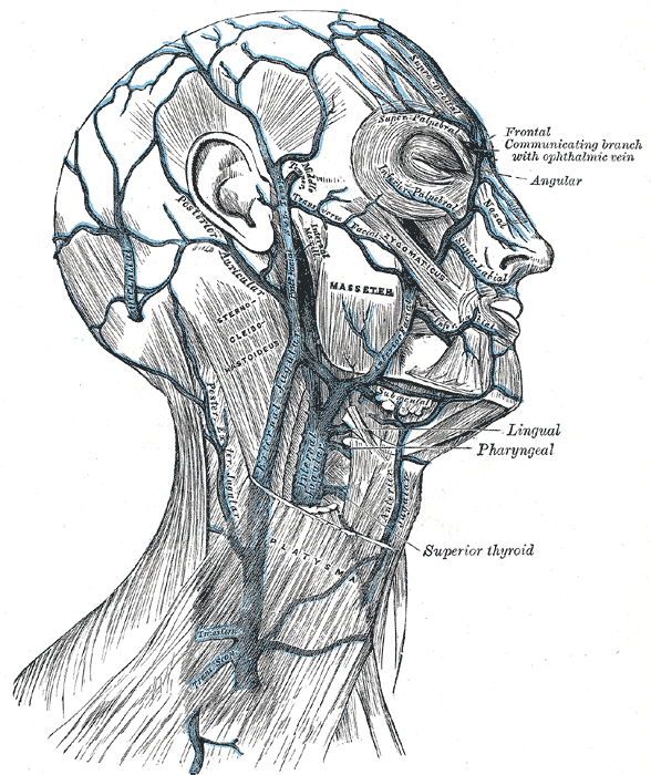 <p>Veins of the Neck, Head, and Face