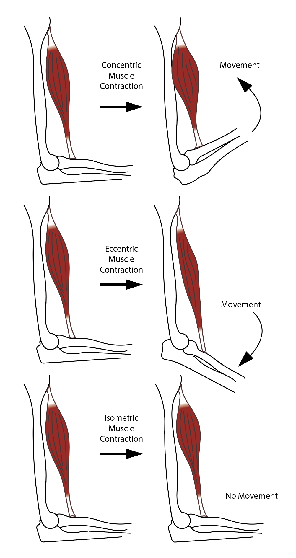 <p>Muscle Contraction&nbsp;Categories