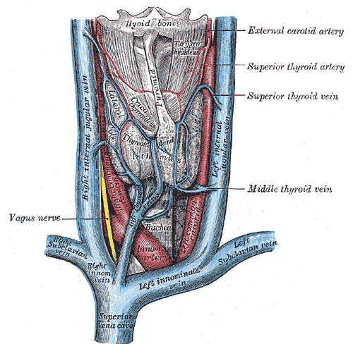 <p>Vascular Structures of the Anterior Neck