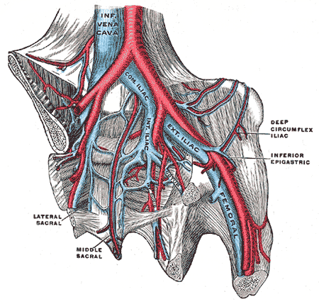 <p>Pelvic Veins