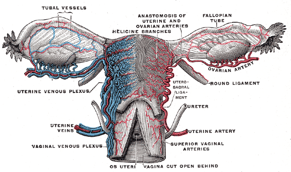 <p>Female Reproductive System Blood Supply