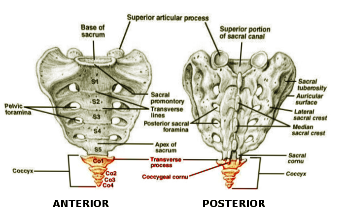 <p>Coccyx Vertebrae