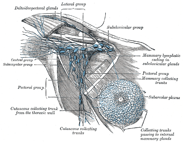 <p>Axillary Lymph Nodes, Illustrated anatomy includes the deltopectoral glands, lateral group, subclavicular group, central group, subscapular group, pectoral group,&nbsp;cutaneous collecting trunks, subareolar plexus, mammary collecting trunks, and mammary lymphatic ending in the subclavicular glands