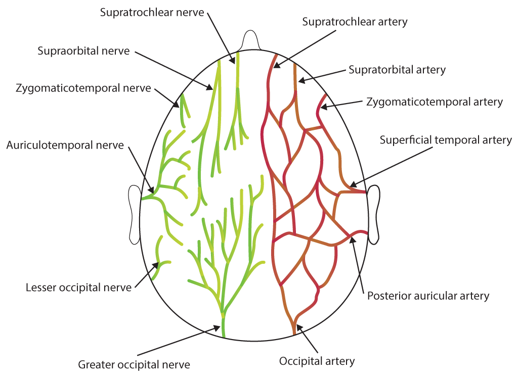 <p>Scalp Nerves and Arteries