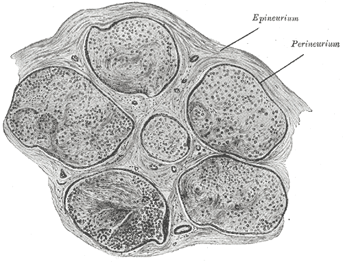 <p>Neurology&mdash;Nerve Fascicle and Connective Tissue Layers